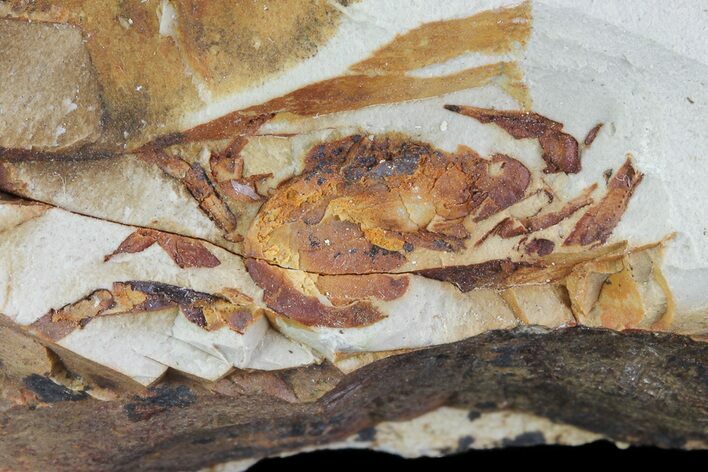 Fossil Pea Crab (Pinnixa) From California - Miocene #74505